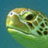 Sea Turtle